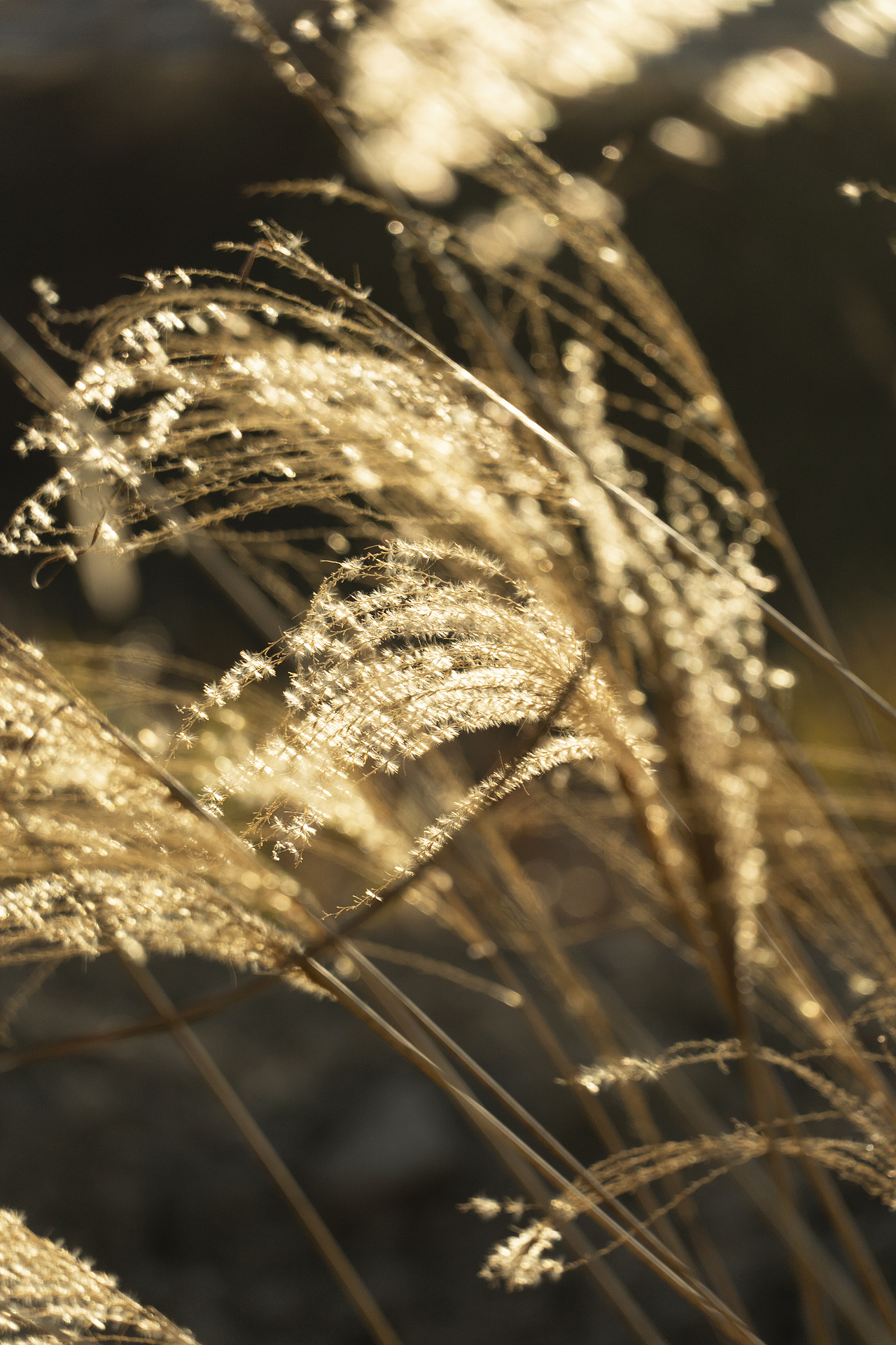 与 光 同 尘（图ZMzYwNjc1MTc2） - 风光摄影 - 站酷设计师程小灰啊原创素材 - 站酷ZCOOL