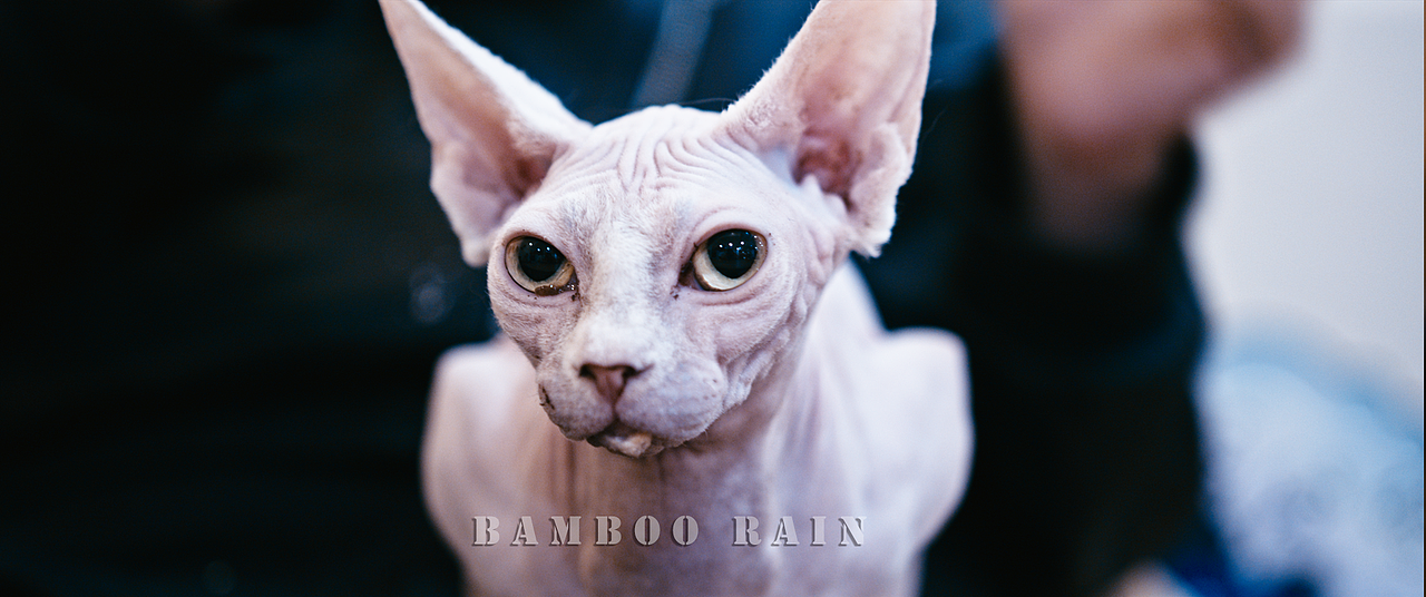 Cat Photography/猫咪摄影（图ZMzExMjUzMDQ0） - 宠物摄影 - 站酷设计师BambooRain原创素材 - 站酷ZCOOL