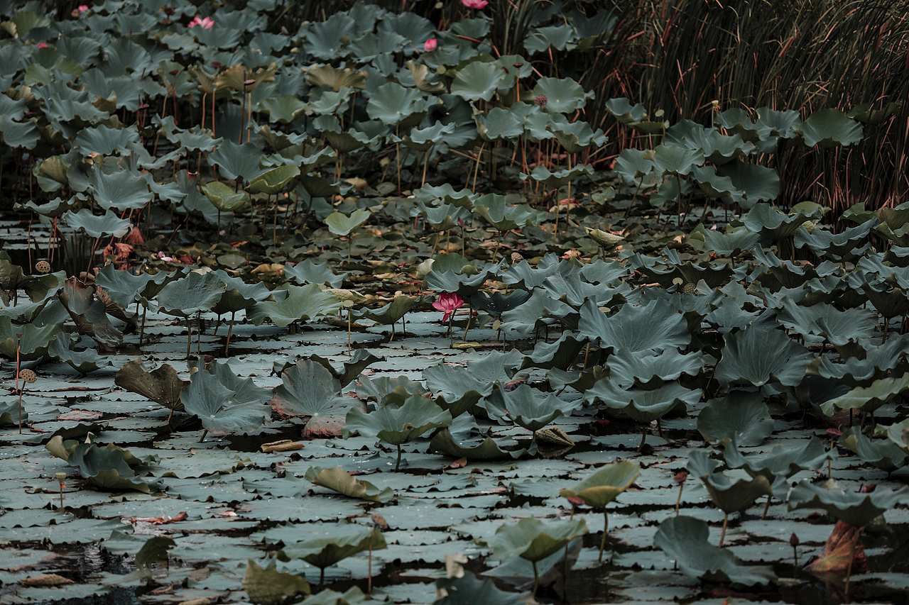 荷丨晨开暮闭 春恨秋愁（图ZMzE0ODYxNTky） - 风光摄影 - 站酷设计师XH_IndieDesigner原创素材 - 站酷ZCOOL