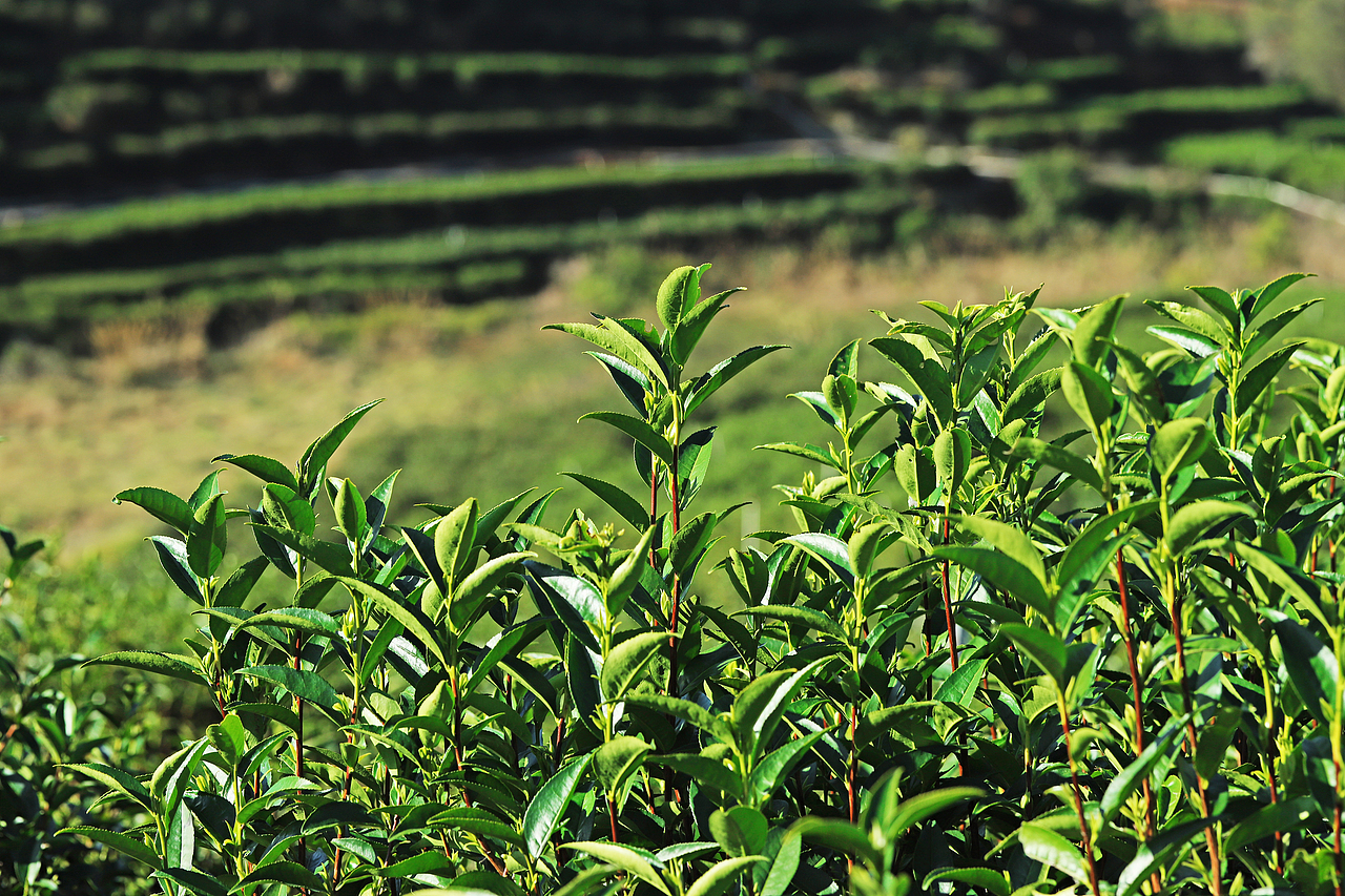 潮州凤凰山茶山照片图片