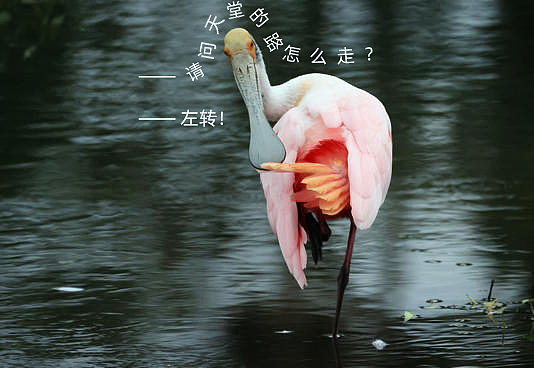 粉红琵鹭的回答