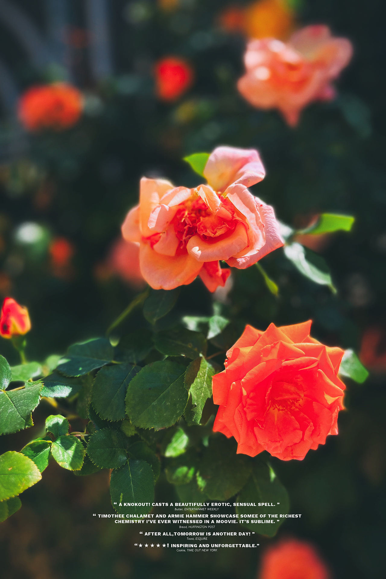 手机摄影 | 初夏，蔷薇花开（图ZMzMxMzQ3Mjk2） - 风光摄影 - 站酷设计师李墨尘原创素材 - 站酷ZCOOL