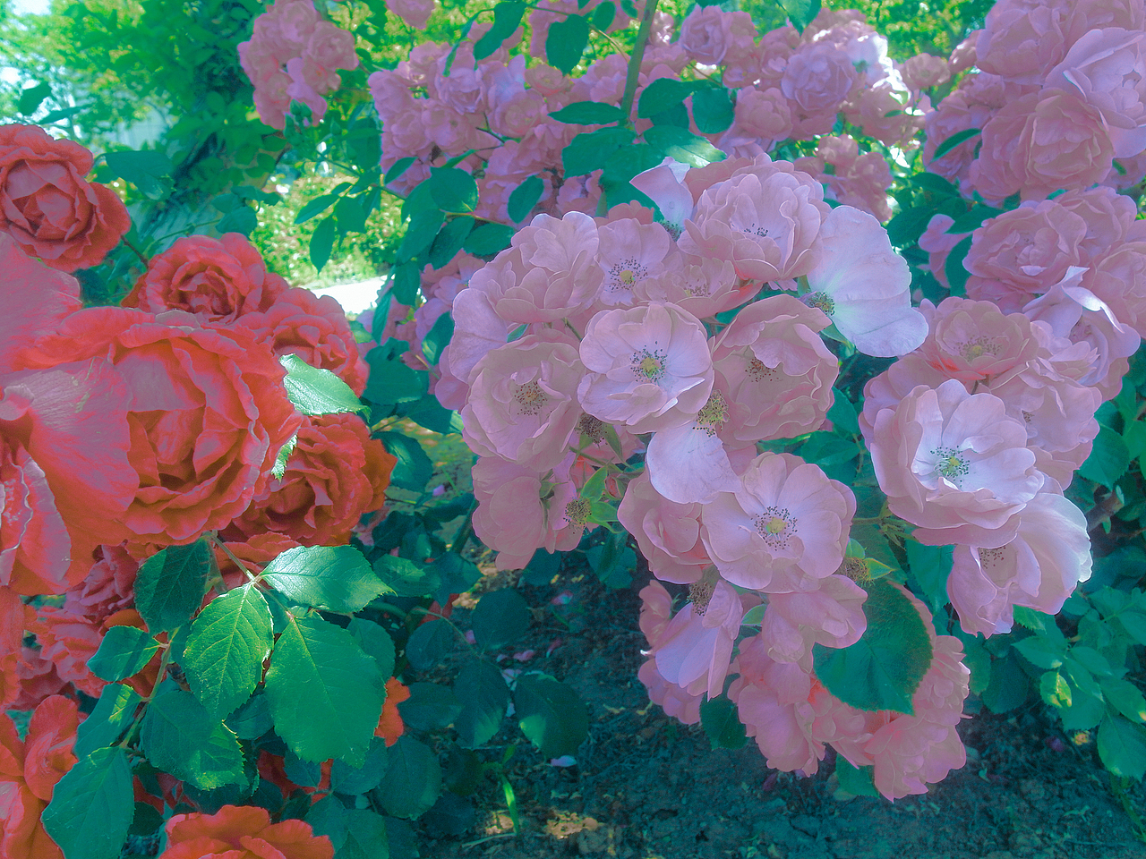 夏天回忆录（图ZMzUzMDU2ODUy） - 风光摄影 - 站酷设计师茶淡淡香原创素材 - 站酷ZCOOL