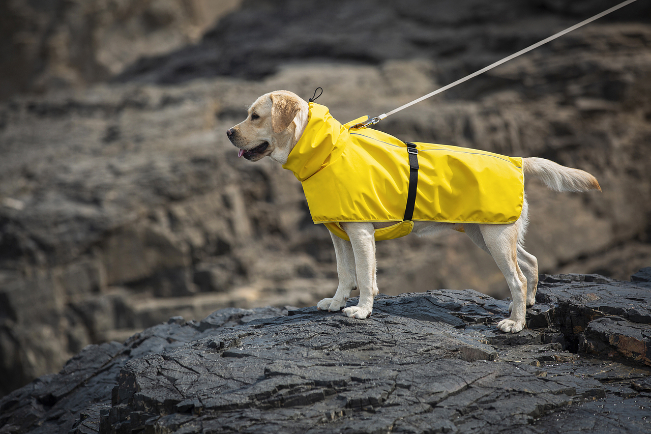 宠物服装摄影|宠物雨衣拍摄丨亚马逊宠物产品摄影