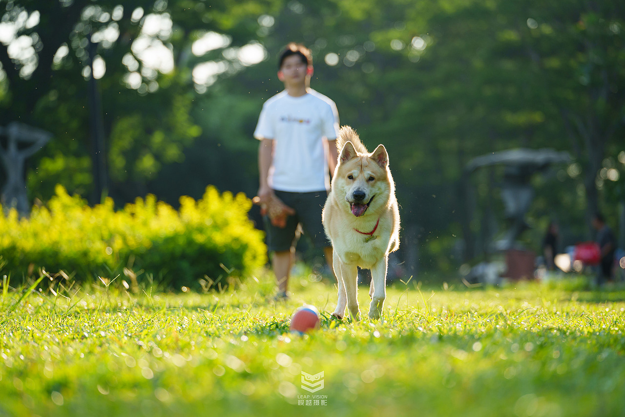 狗狗夏日戶外拍攝（圖ZMzQzMDIwMzgw） - 寵物攝影 - 站酷設(shè)計(jì)師小樣攝影原創(chuàng)素材 - 站酷ZCOOL