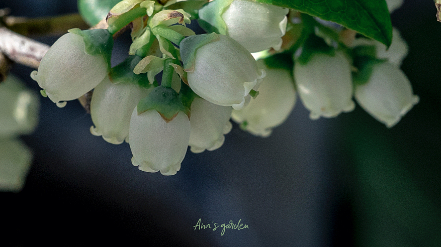 像铃兰一样可爱的蓝莓花,你见过吗