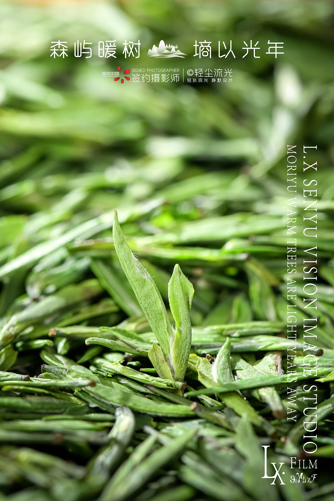 碧螺春 雀舌绿茶商业摄影（图ZMzM1MDQ3OTAw） - 产品摄影 - 站酷设计师Mr.轻尘原创素材 - 站酷ZCOOL