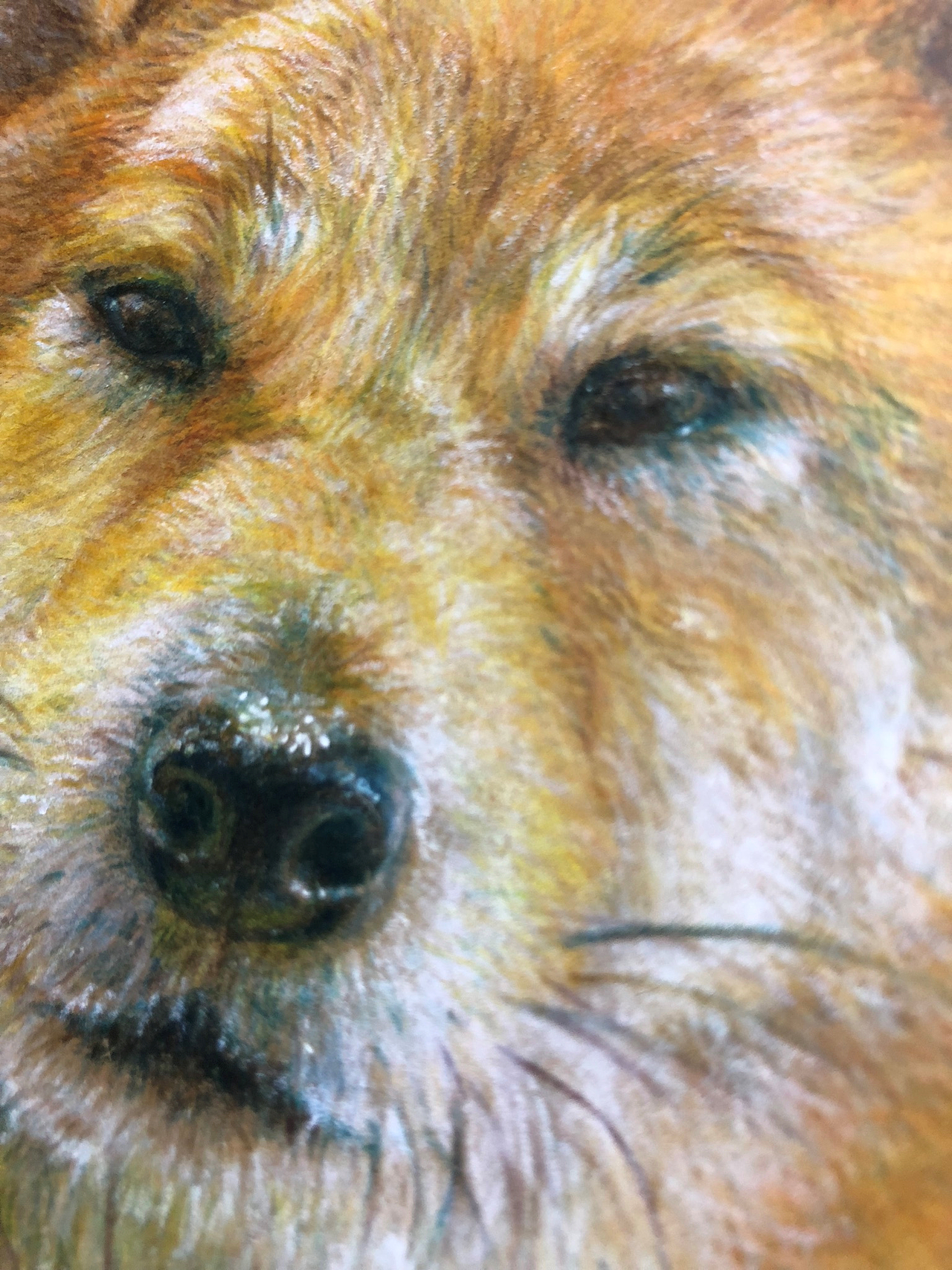 柴犬大富大贵春意盎然花田喜事新年快乐喝阔咯