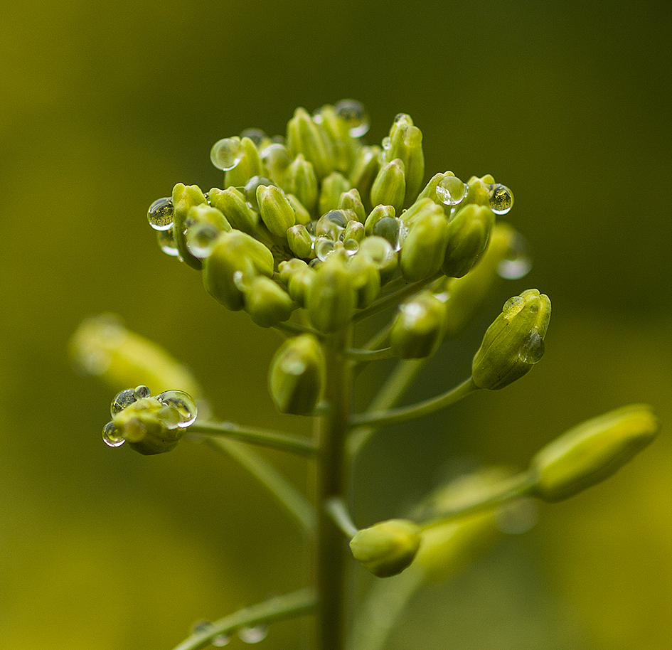 云南-罗平油菜花（图ZMTQxMzE4MjQ=） - 风光摄影 - 站酷设计师RyanShao原创素材 - 站酷ZCOOL