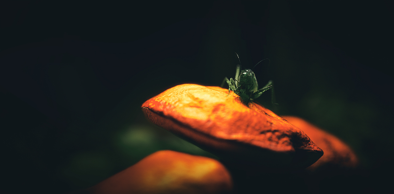近期C4D渲染练习（三个案例，科技-生物写实-古风）（图ZMjY5Mjc0MjAw） - 动画/影视 - 站酷设计师LIANGNicholas原创素材 - 站酷ZCOOL