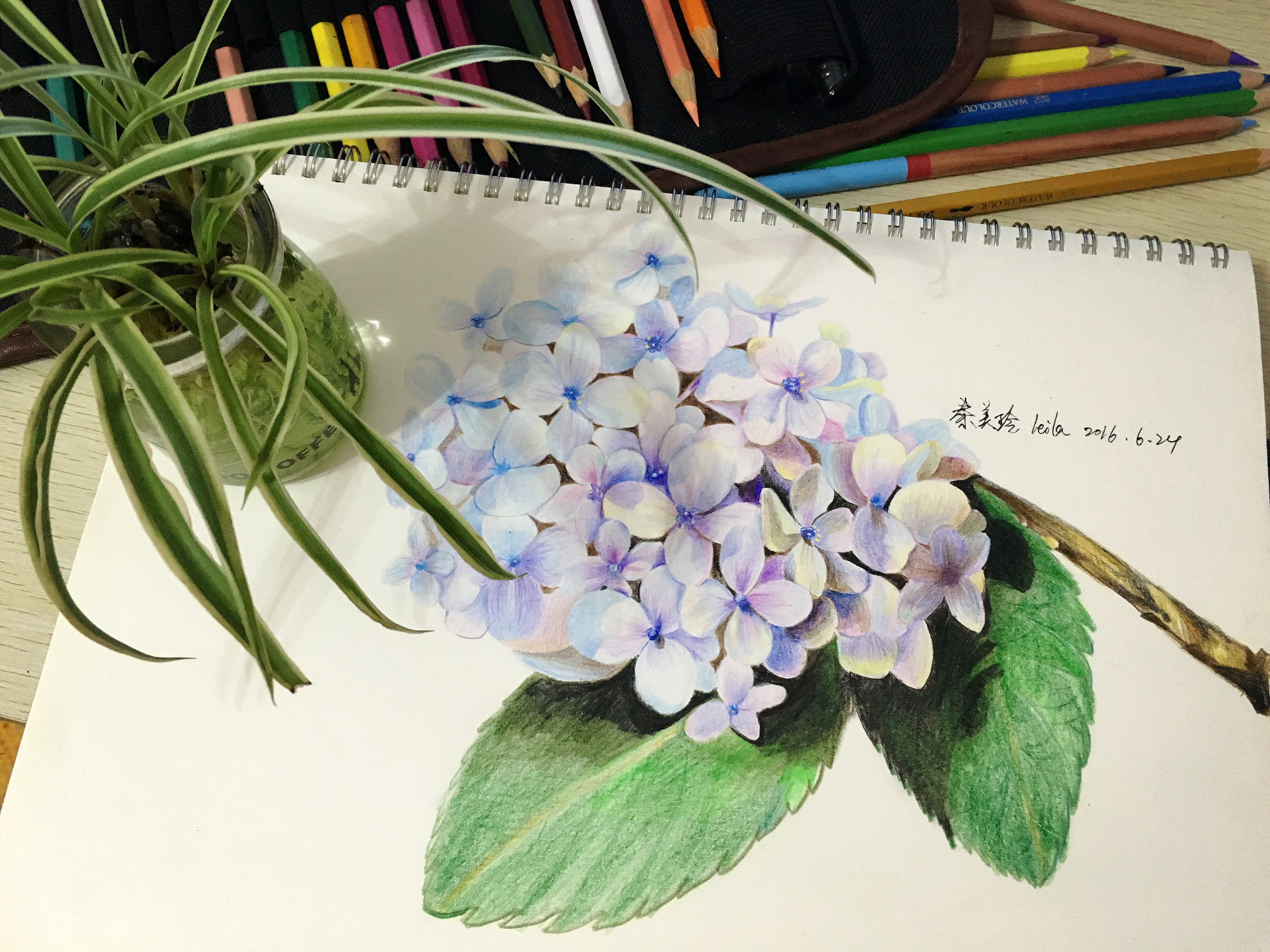 一朵蓝色绣球花插图(绣球花、花、植物、花朵、浪漫、花卉)手绘插图_北极熊素材库