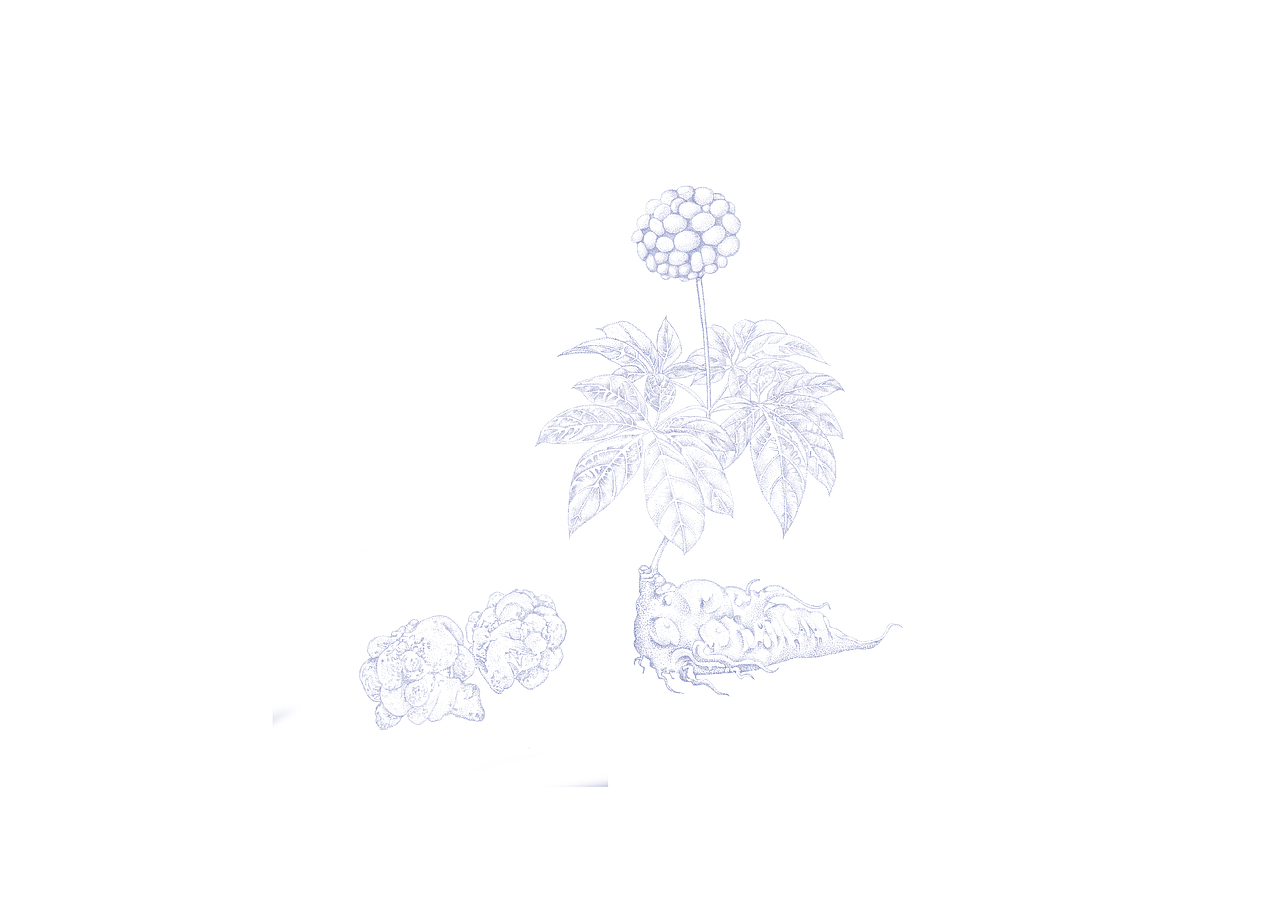 药材插画-点画