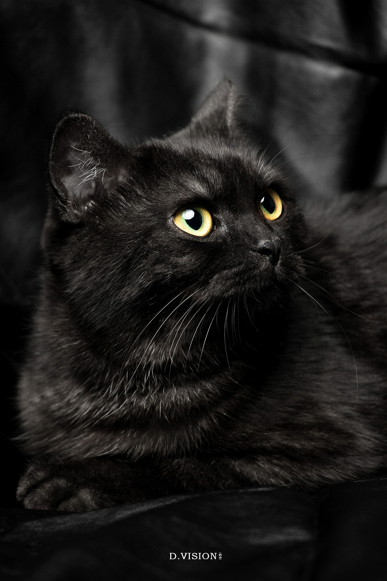 黑猫