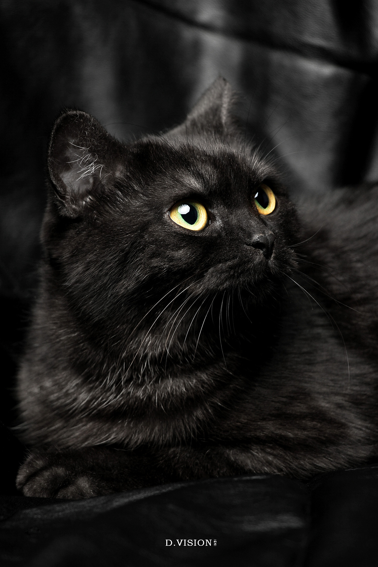【南京领养】新出生的小黑猫 - 哔哩哔哩