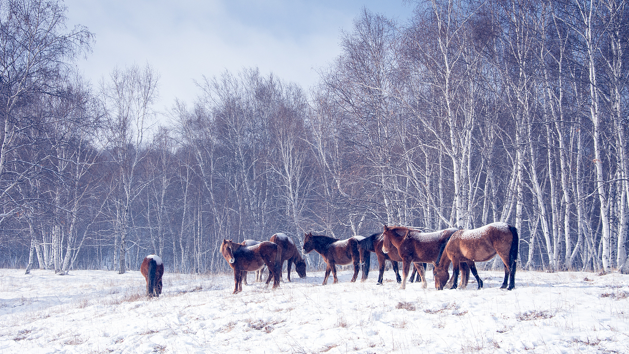 风雪徒步坝上乌兰布统