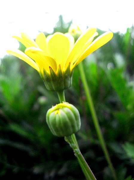 春之艳4（荣氏风尚原创）（图ZNTQ1NTUwNA==） - 风光摄影 - 站酷设计师摩摩超人原创素材 - 站酷ZCOOL