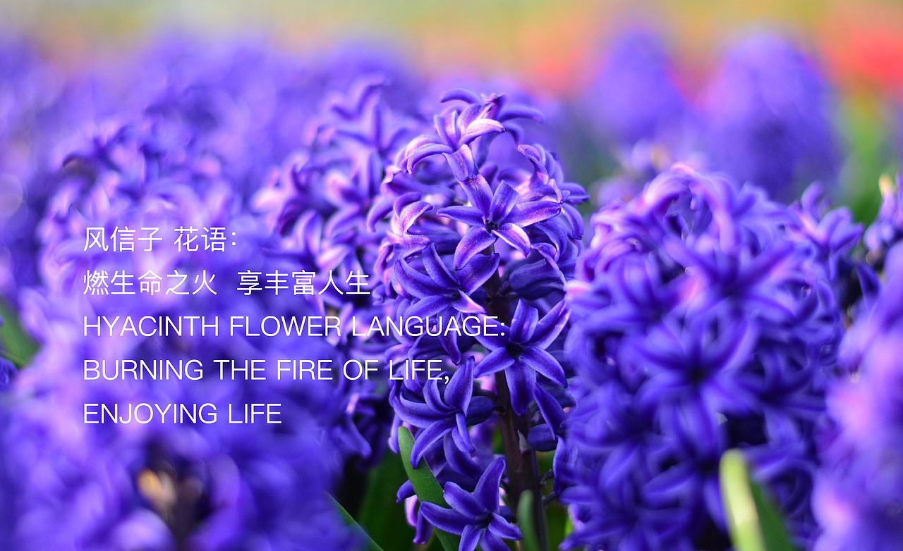 AILUO艾诺形象升级