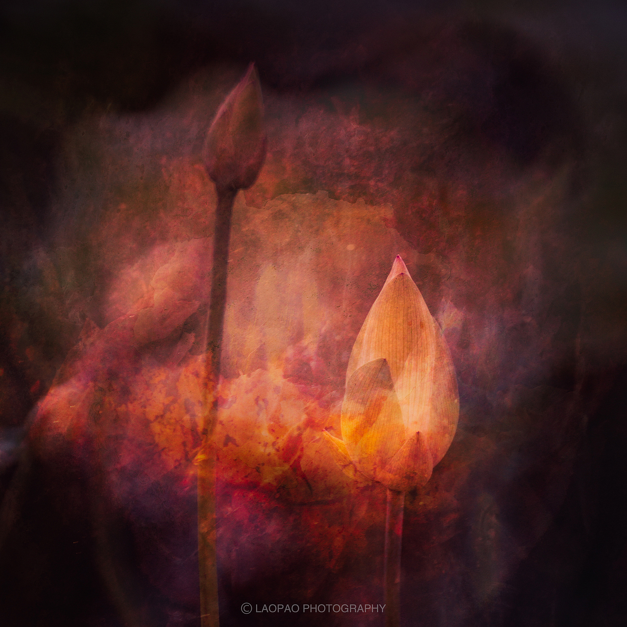 荷花，2019（图ZMTYyMzk3NzI0） - 风光摄影 - 站酷设计师老炮叔叔原创素材 - 站酷ZCOOL