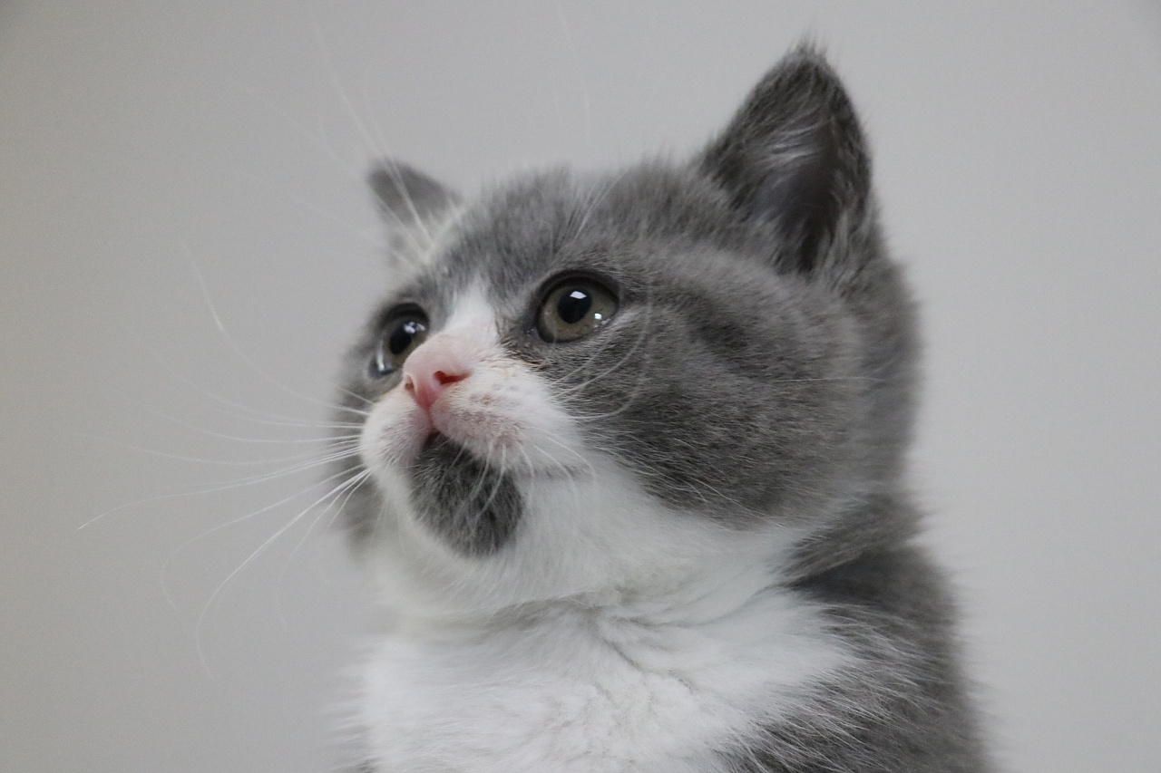 604英短-蓝白-母-下巴小胡子色款|沐米宠物 英短蓝白