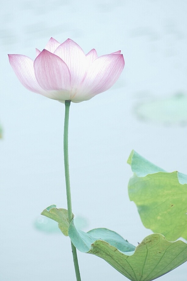 碧荷生幽泉,朝日艳且鲜.秋花冒绿水,密叶罗青烟.（图ZODAxNTAxMjA=） - 产品摄影 - 站酷设计师杭州黄一能原创素材 - 站酷ZCOOL