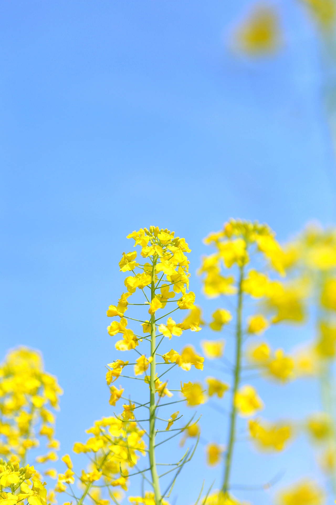 油菜花|摄影|风光摄影|九弄_原创作品-站酷zcool