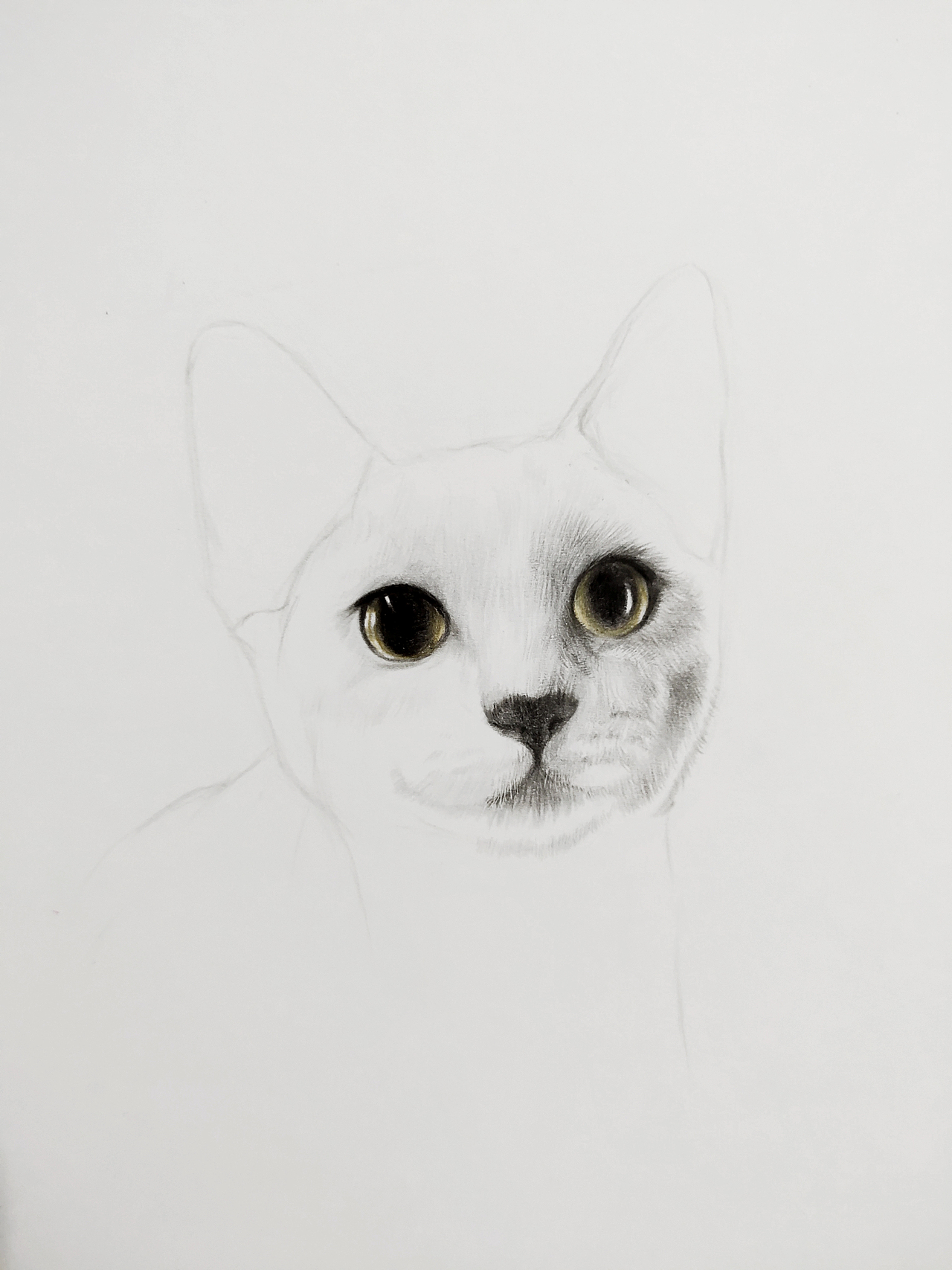 手绘猫猫 斯比（图ZMTk4MTUwMDUy） - 绘画 - 站酷设计师我是一只斑点原创素材 - 站酷ZCOOL