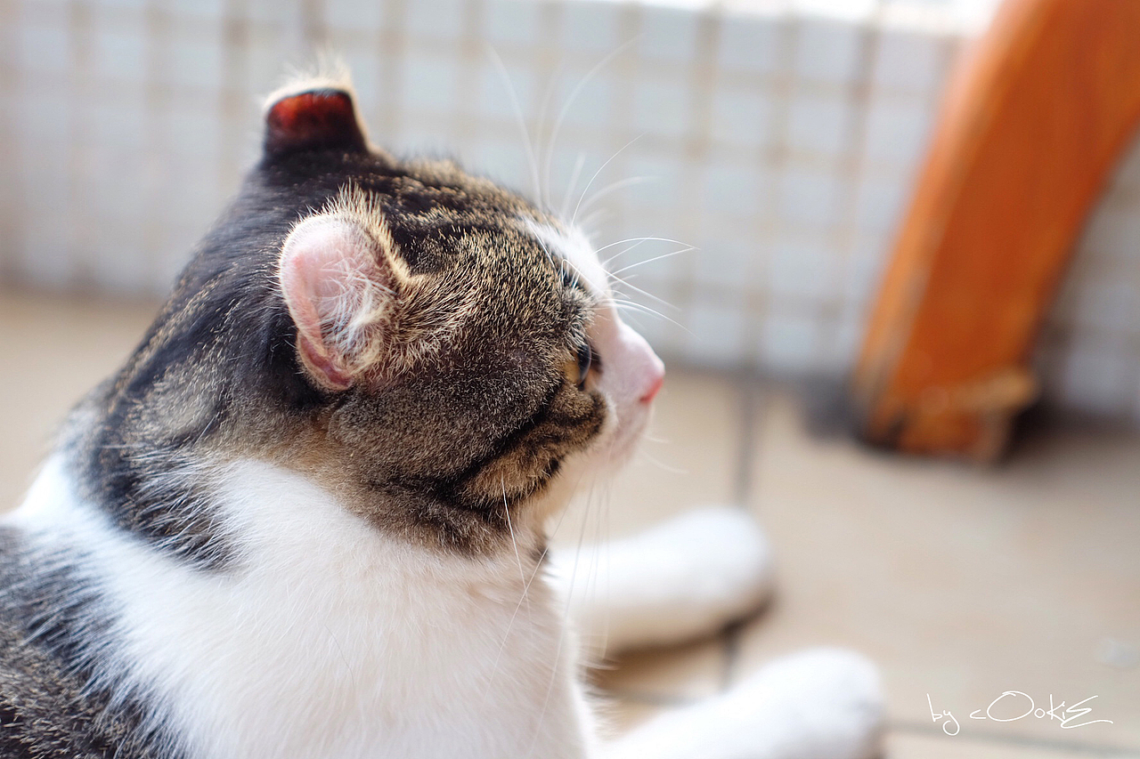 美国卷耳猫——蹭蹭（图ZNTY2NzM0Mjg=） - 宠物摄影 - 站酷设计师大家好我是小宁原创素材 - 站酷ZCOOL