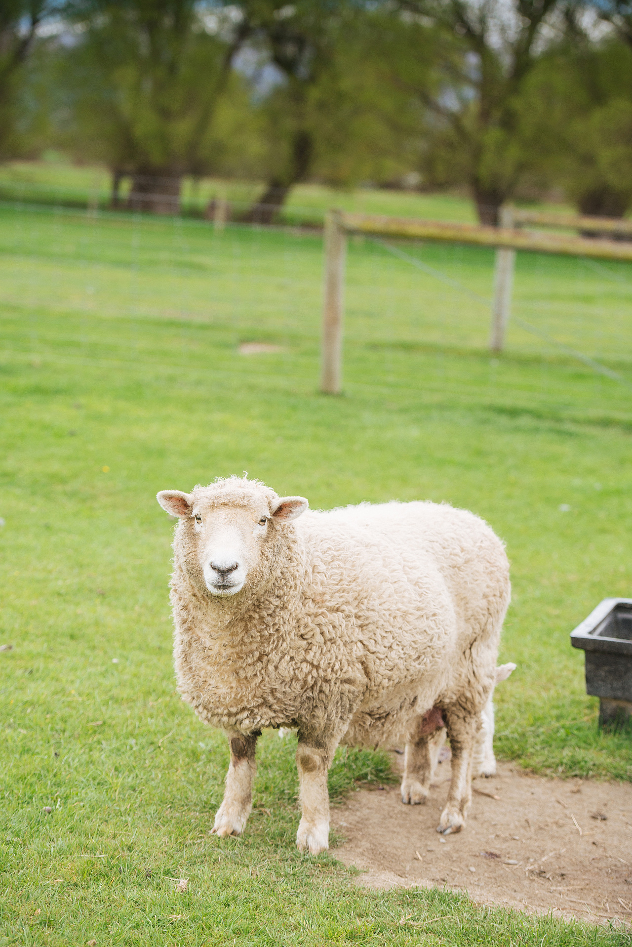 新西兰绵羊
