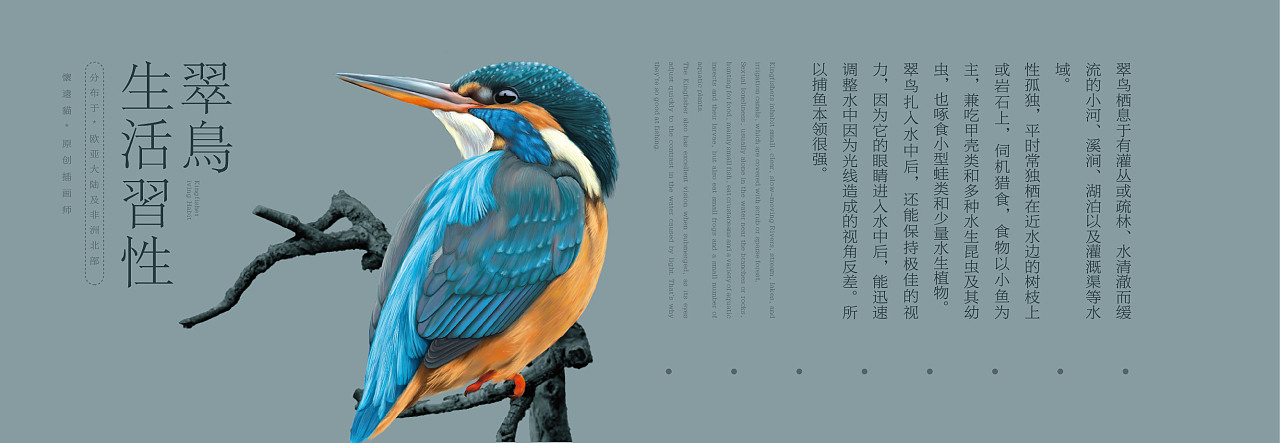 【翠鸟】手绘插画