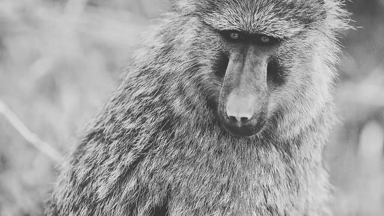 塞伦盖蒂草原（图ZODIzNTMyNDQ=） - 宠物摄影 - 站酷设计师houweike原创素材 - 站酷ZCOOL