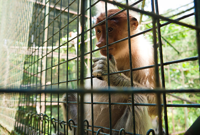 胶卷摄影_沙巴_丛林深处城市之间_4day