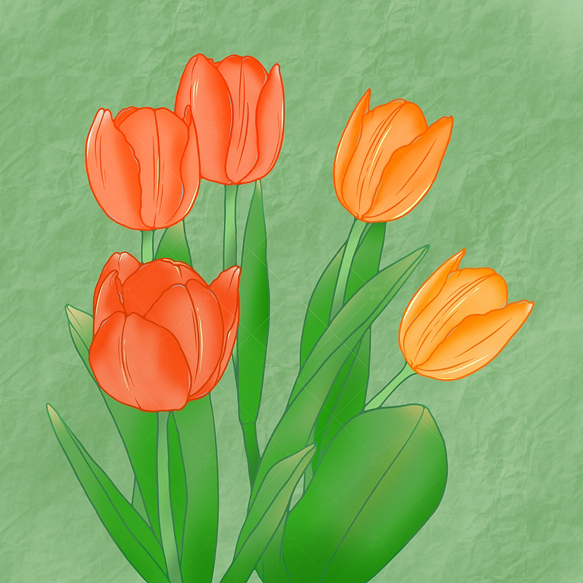 郁金香插画设计