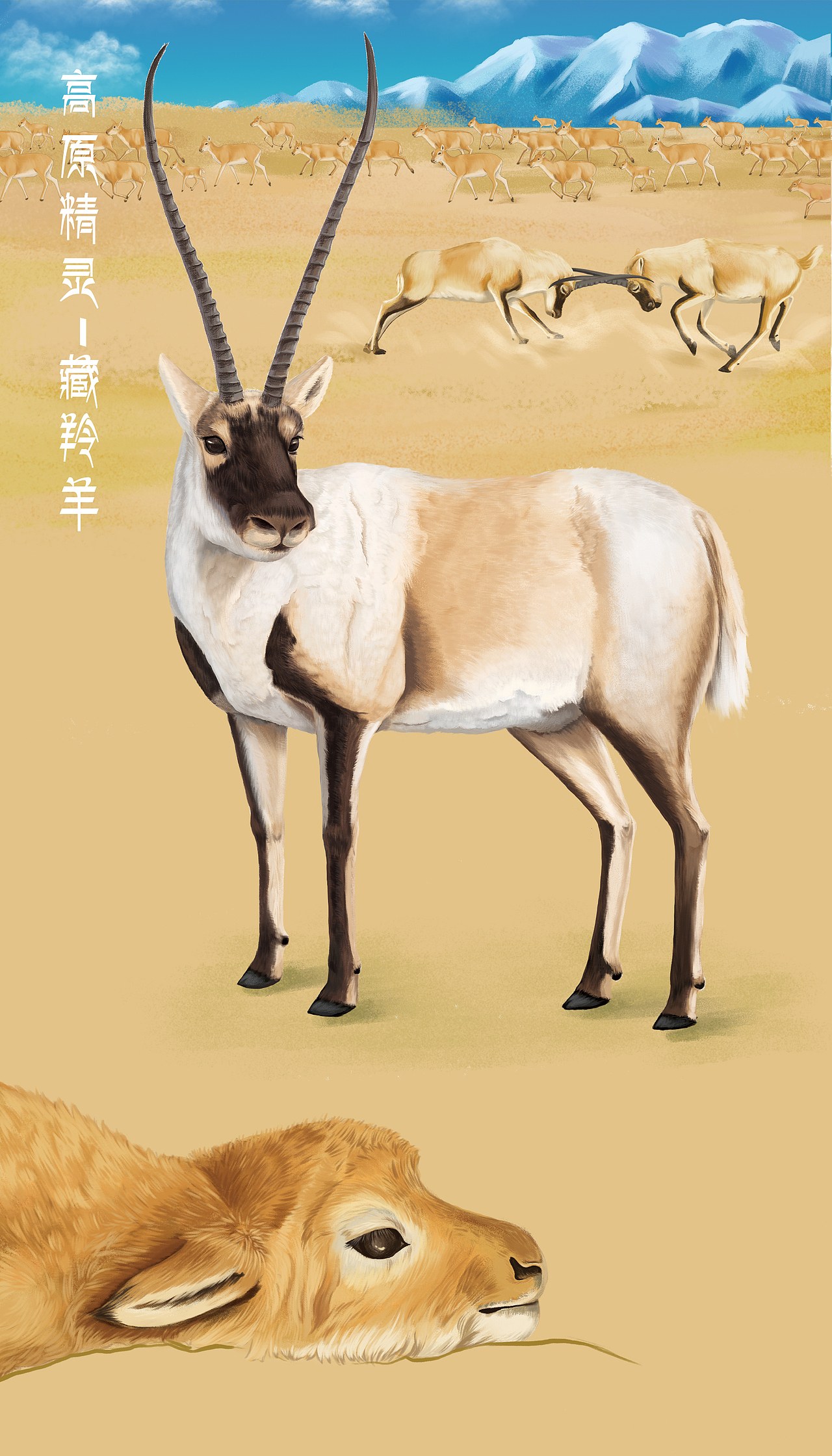 儿童绘本 图书插图配图 动物图解