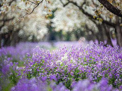 梨兰会（个人主页-ZNjgxNzc4NDQ=） - 风光摄影 - 站酷设计师一切kkk原创素材 - 站酷ZCOOL