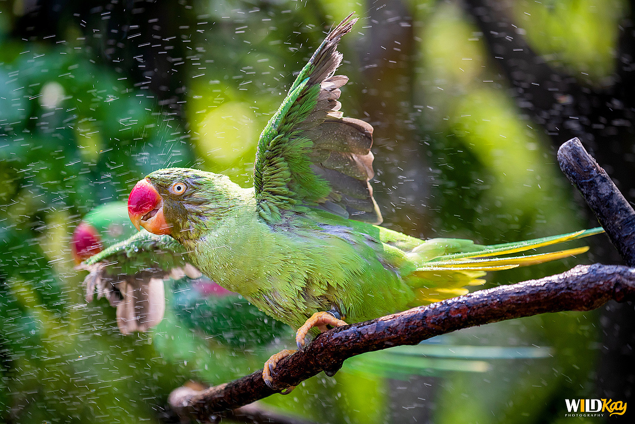 《生命和爱365》合集 I（图ZMTg0NTAwMTk2） - 宠物摄影 - 站酷设计师WildKay原创素材 - 站酷ZCOOL