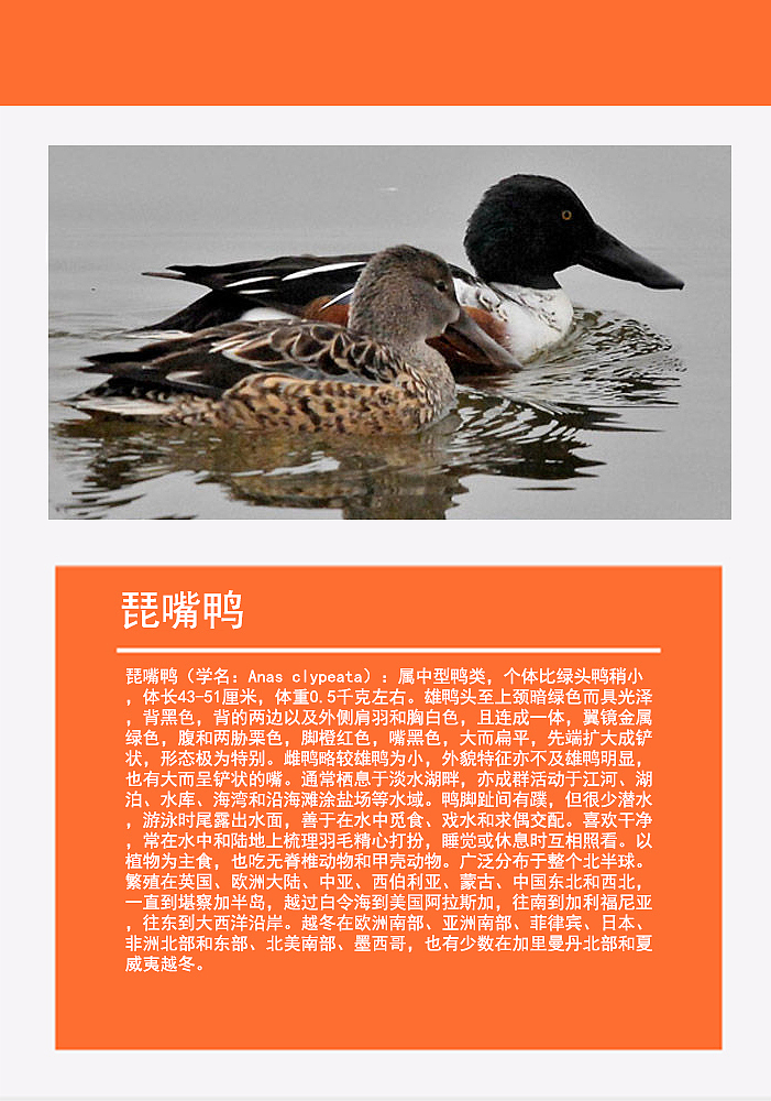 鸟类画册2（图ZMTMzMDg0Njky） - 书籍/画册 - 站酷设计师浅墨幺幺原创素材 - 站酷ZCOOL