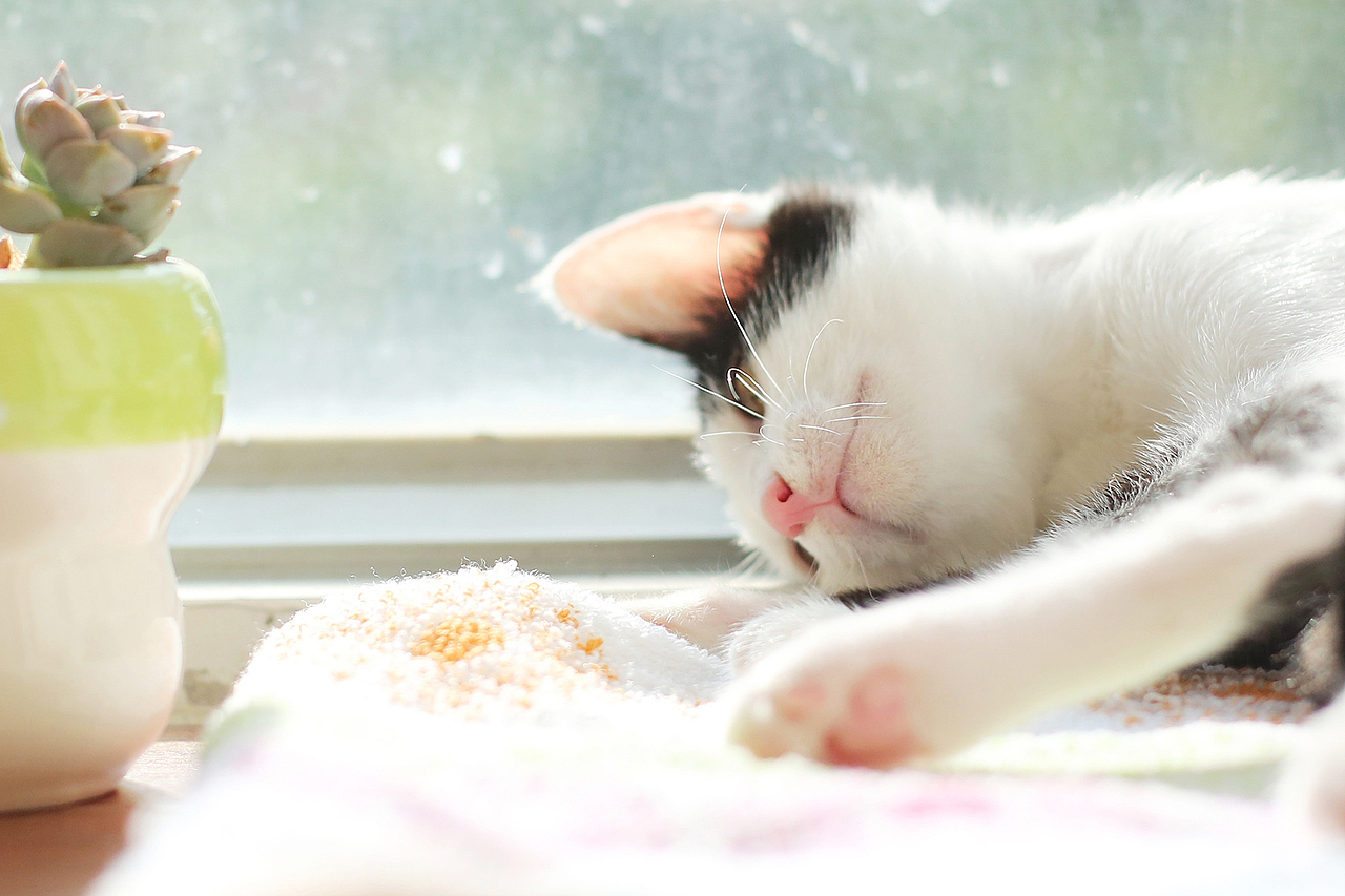 这一只叫做响亮的猫（图ZMzIxNjI1ODQ=） - 宠物摄影 - 站酷设计师又饱又饿原创素材 - 站酷ZCOOL