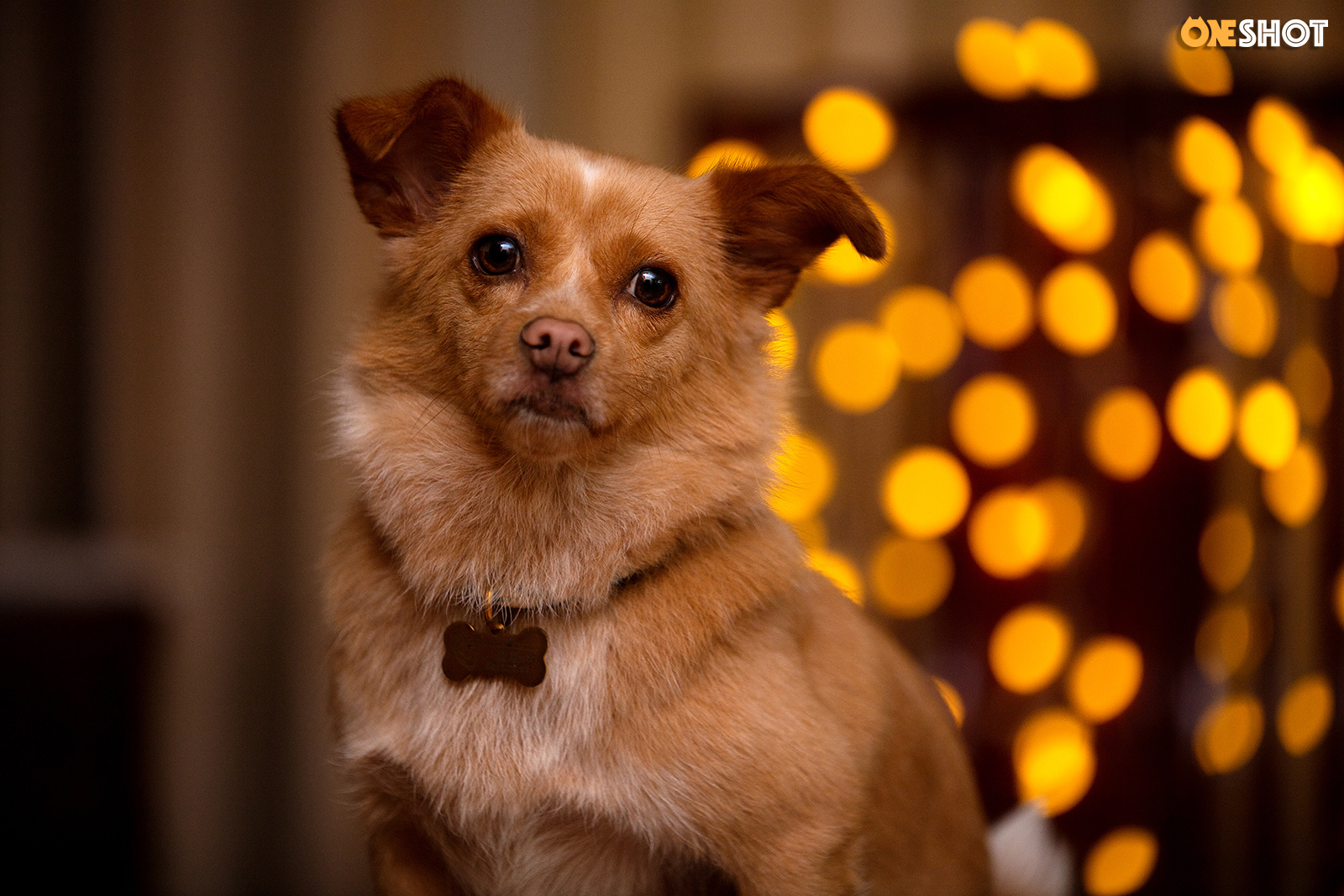 猫狗双全的一家