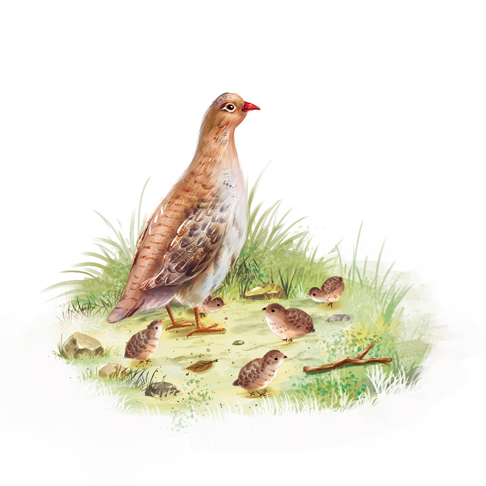 1一组森林报内插图上海 |                   