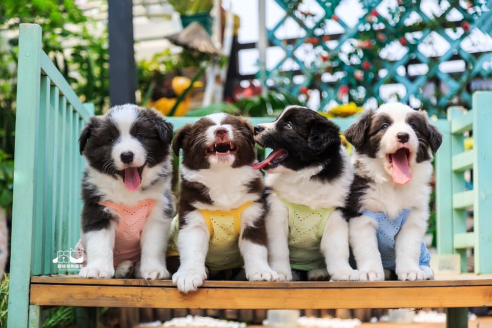 边牧妈妈和她的宝宝们