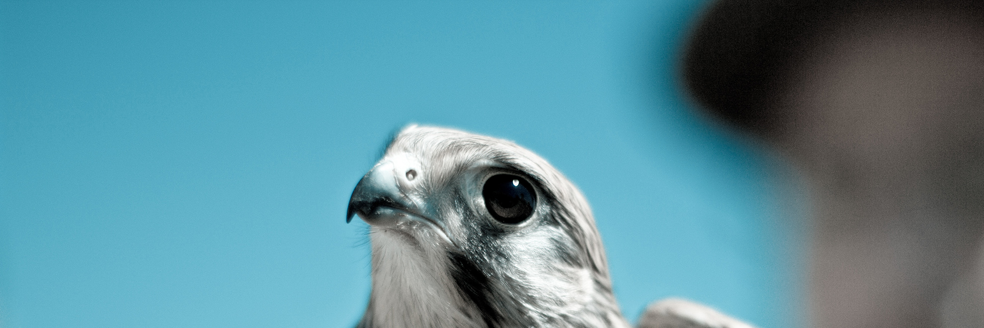 CapoLee的個(gè)人主頁(yè)（封面預(yù)覽） - 主頁(yè)封面設(shè)置 - 站酷設(shè)計(jì)師CapoLee原創(chuàng)素材 - 站酷ZCOOL