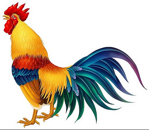 手绘工笔鸡(彩色鸡)