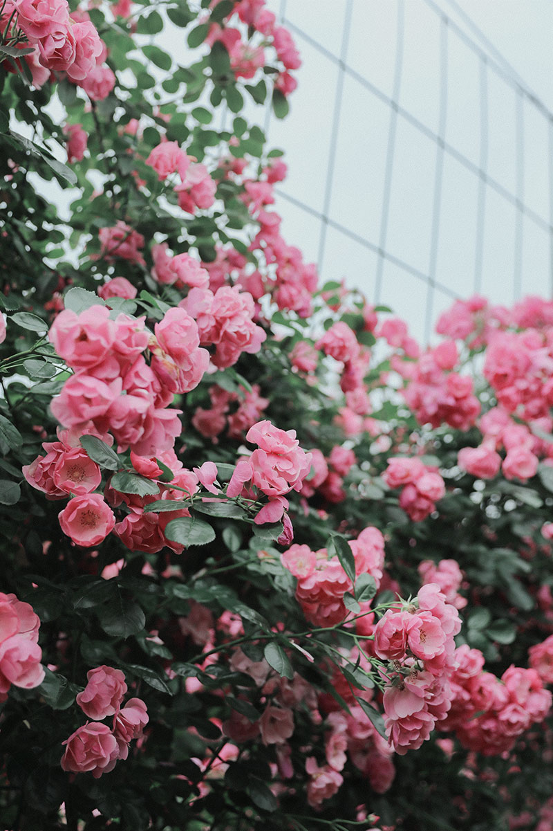 萝卜桃photo的个人主页（背景预览） - 主页背景设置 - 站酷设计师萝卜桃photo原创素材 - 站酷ZCOOL