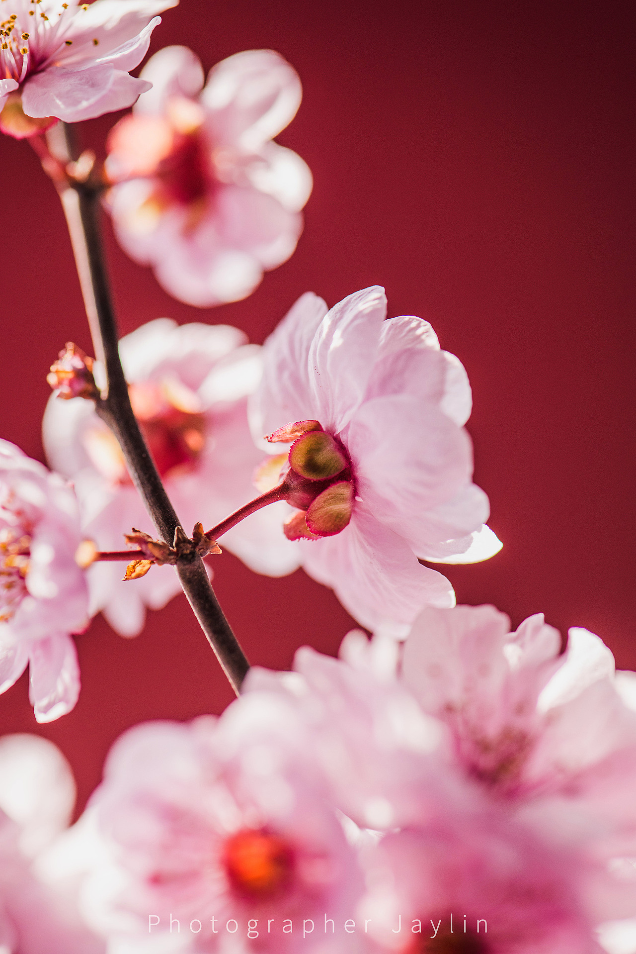 Jaylin｜十日櫻花（圖ZMjQ2NDkyMTc2） - 風光攝影 - 站酷設(shè)計師阿宅Jaylin原創(chuàng)素材 - 站酷ZCOOL