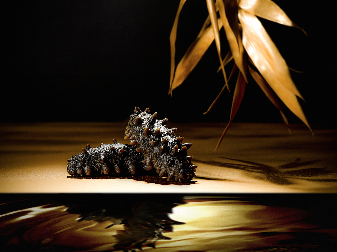 海参还能这么拍，山海藏悟 海参创意拍摄