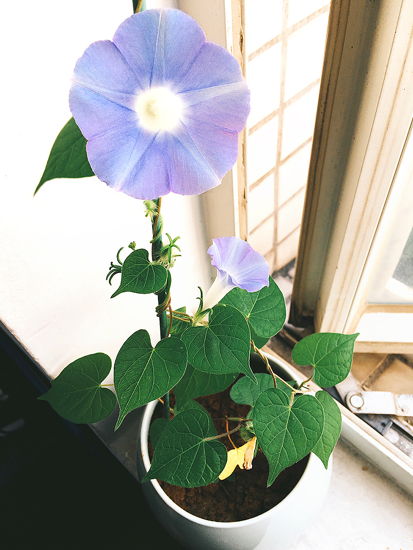 窗台上的小小牵牛花