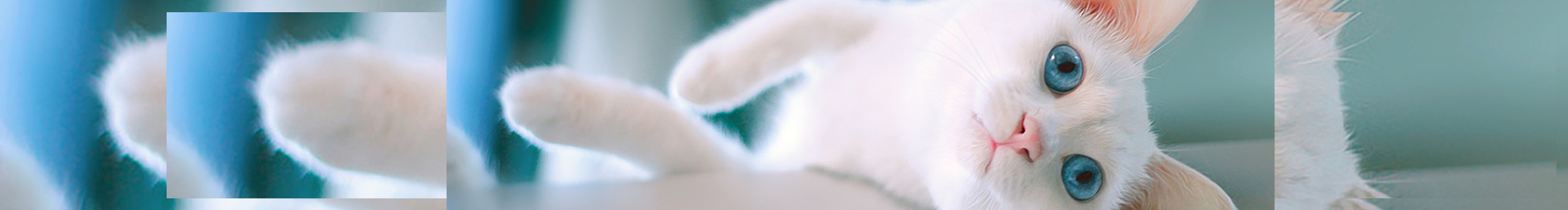 荫有荷华的个人主页（封面预览） - 主页封面设置 - 站酷设计师荫有荷华原创素材 - 站酷ZCOOL