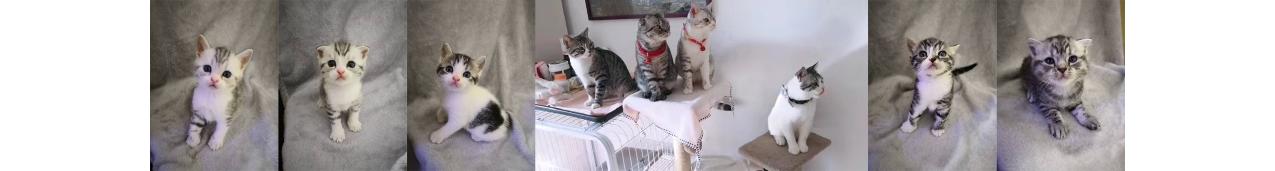 MISSMEOW的个人主页（封面预览） - 主页封面设置 - 站酷设计师MISSMEOW原创素材 - 站酷ZCOOL