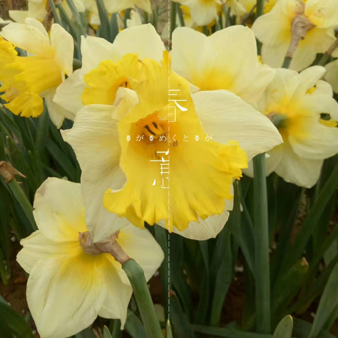 手机摄影（图ZMTI3NjAxODg4） - 风光摄影 - 站酷设计师sunsly原创素材 - 站酷ZCOOL