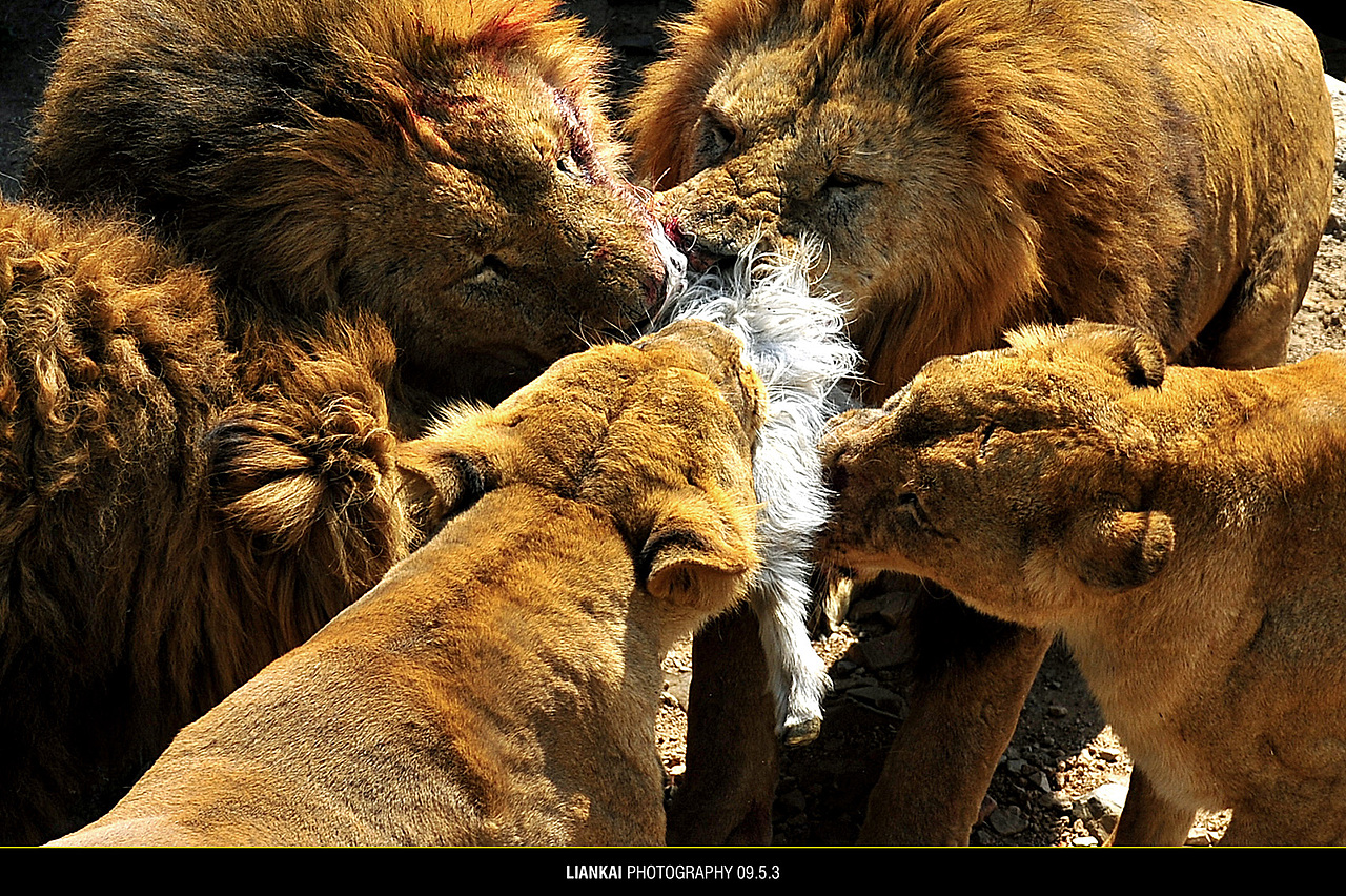 野生动物园随拍